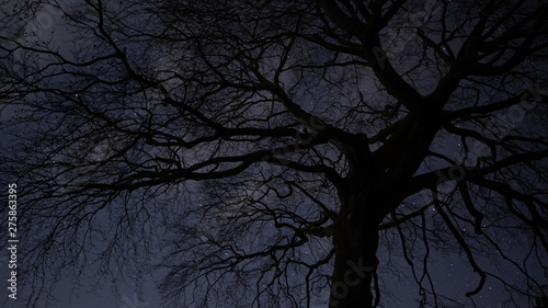 Silhouette of tree under the night sky 