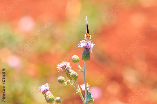 knapweed fritillary, Melitaea phoebe, butterfly resting and pollinating photo