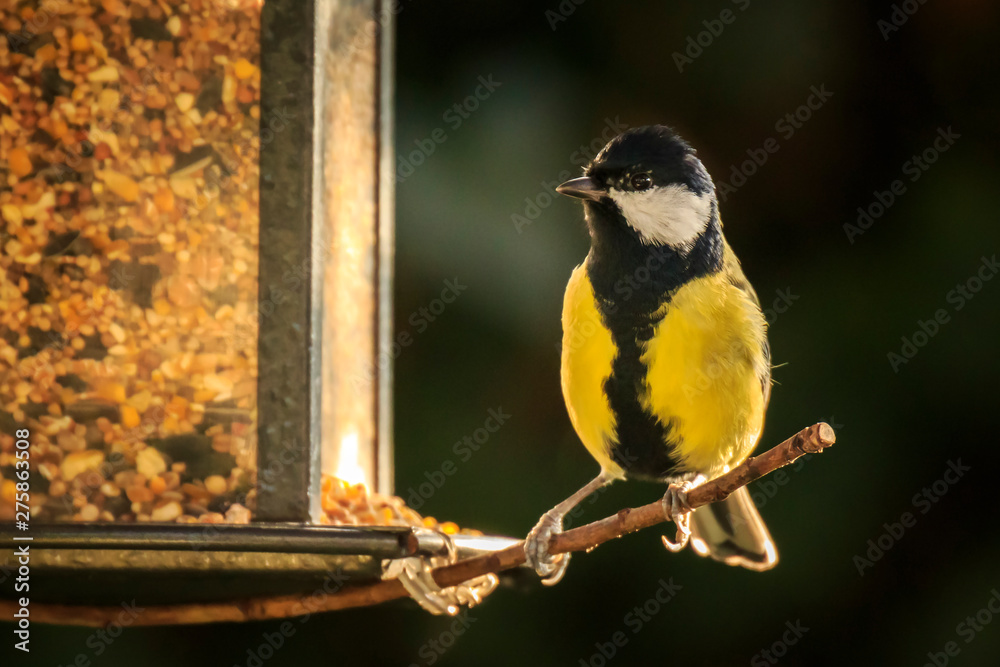 Obraz premium Parus major Great tit bird eating of a birdfeeder