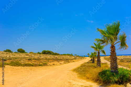  palm tree on the background of the blue sea on the coast of Ayia Napa, Cyprus