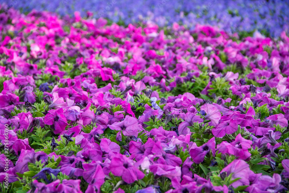 purple colorful flowers in a garden purple colorful flowers in a garden