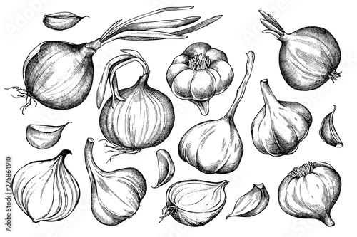 Vector set of hand drawn black and white onion, garlic