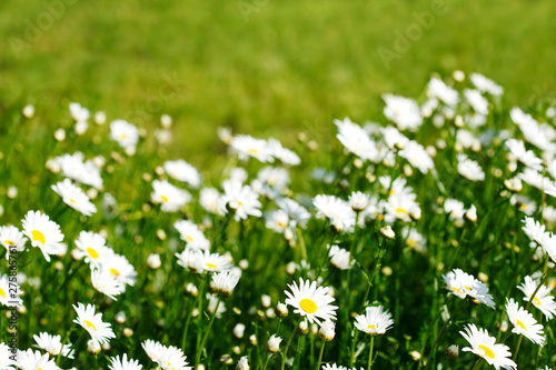 Chamomile field flowers. Summer flowers. Beautiful meadow. Summer background with daisy flowers