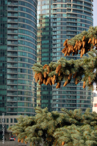 Spruce tree with cones in Toronto downtown