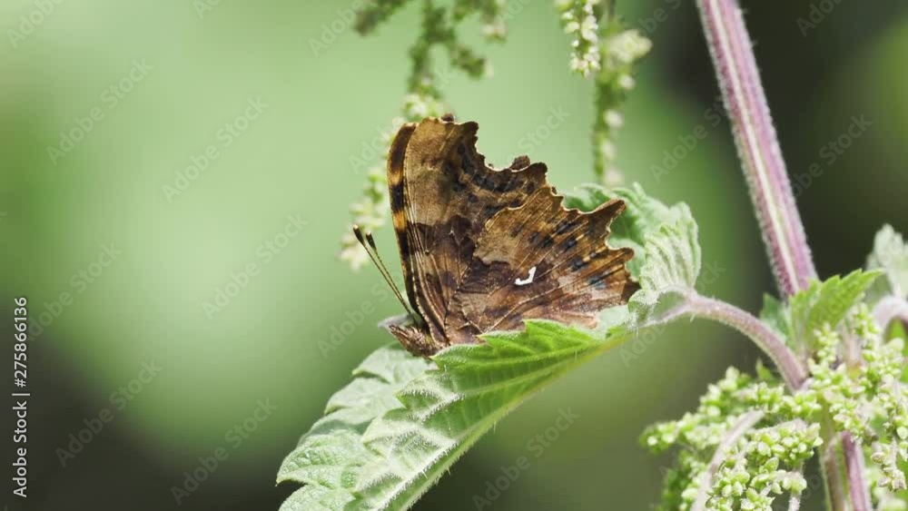 Comma Butterfly ( Polygonia c-album ) on a stinging nettle Comma Butterfly ( Polygonia c-album ) on a stinging nettle