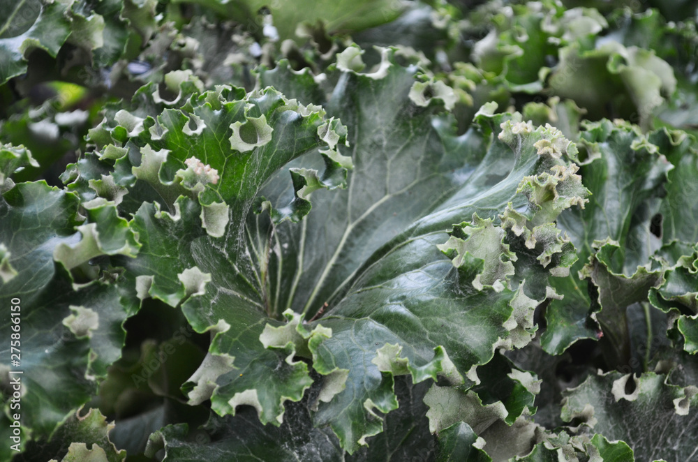 Decorative Green Curly Leaf Plant Pattern Texture Decorative Green Curly Leaf Plant Pattern Texture