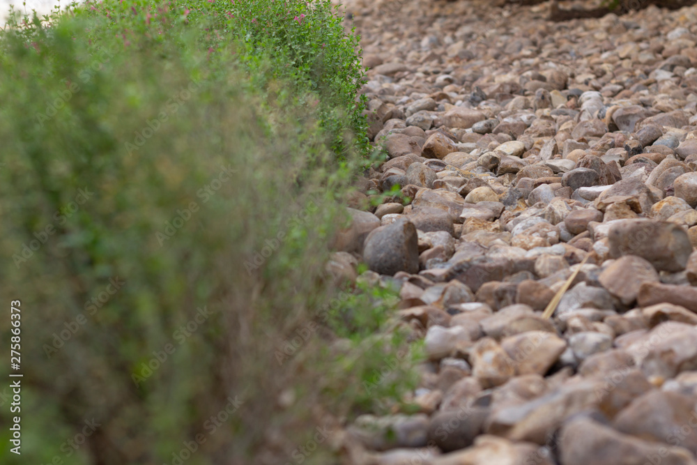 Green plants and brown stones. Green plants and brown stones.