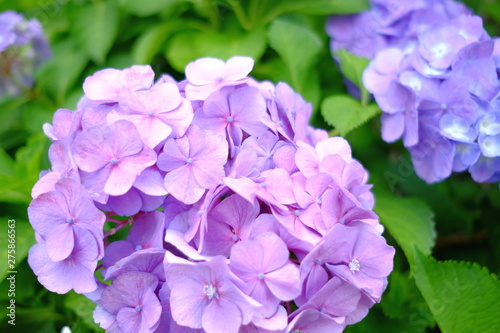 可憐な紫陽花 © kawa10