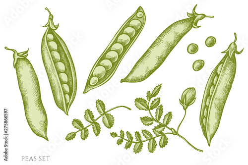 Vector set of hand drawn pastel peas