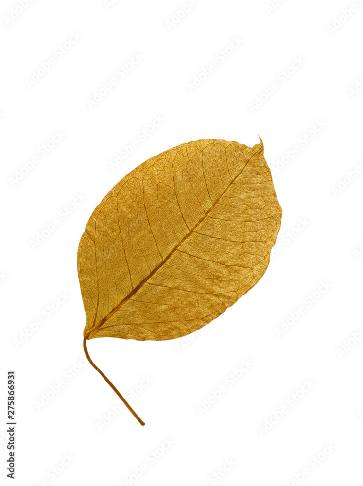Gold leaf Gold leaf