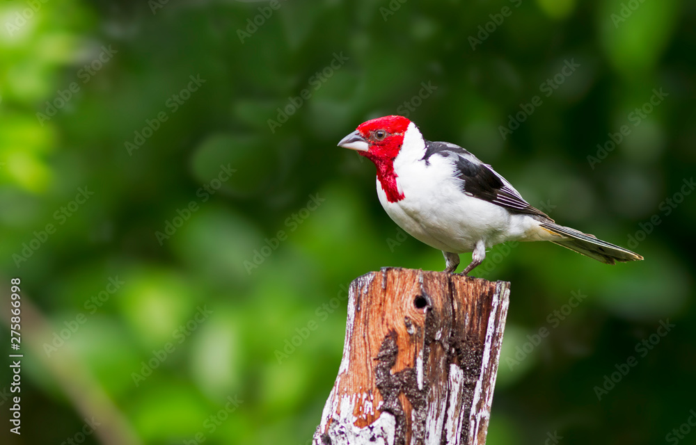 Red-cowled Cardinal, bird of Brazil. Red-cowled Cardinal, bird of Brazil.