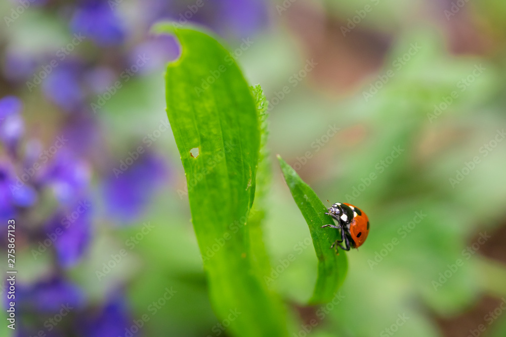 Closeup of red ladybug on top of green leaf with a soft blurred background. Closeup of red ladybug on top of green leaf with a soft blurred background.
