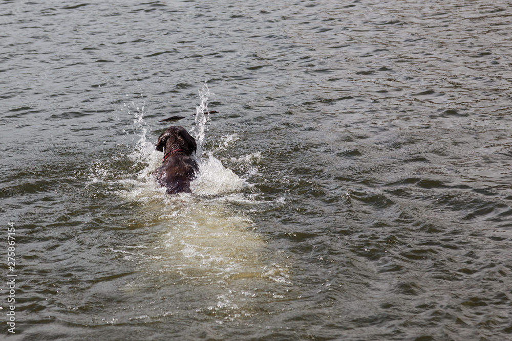 Dog Fetching a Stick at Sylvan Lake Dog Fetching a Stick at Sylvan Lake