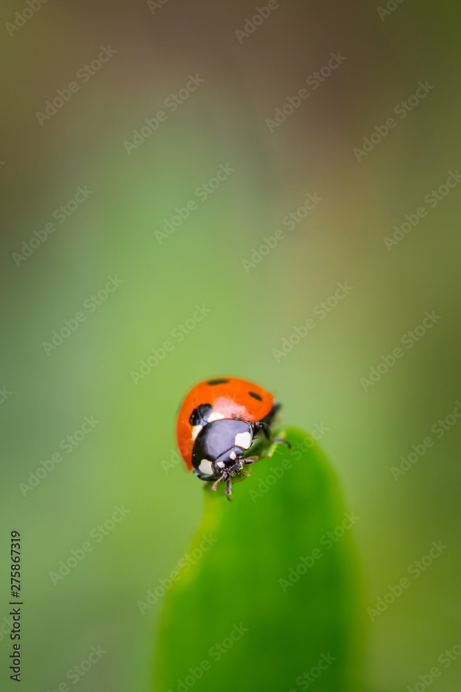 Closeup of red ladybug on top of green leaf with a soft blurred background. Closeup of red ladybug on top of green leaf with a soft blurred background.