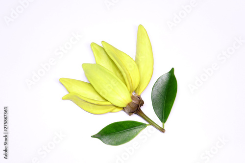 Ylang ylang flower (Ilang ilang) with green leaves isolated on white background. Fragrance flower for extract aromatherapy essential oil.