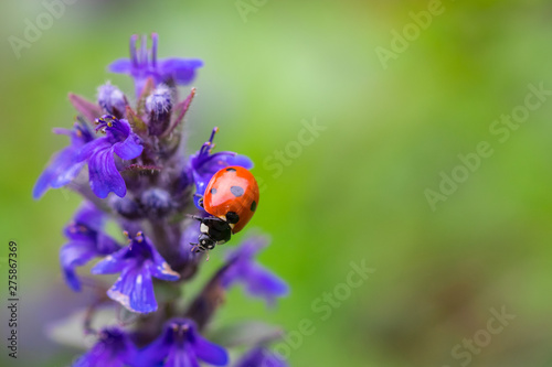 Closeup of red ladybug on purple flower with a soft blurred background.