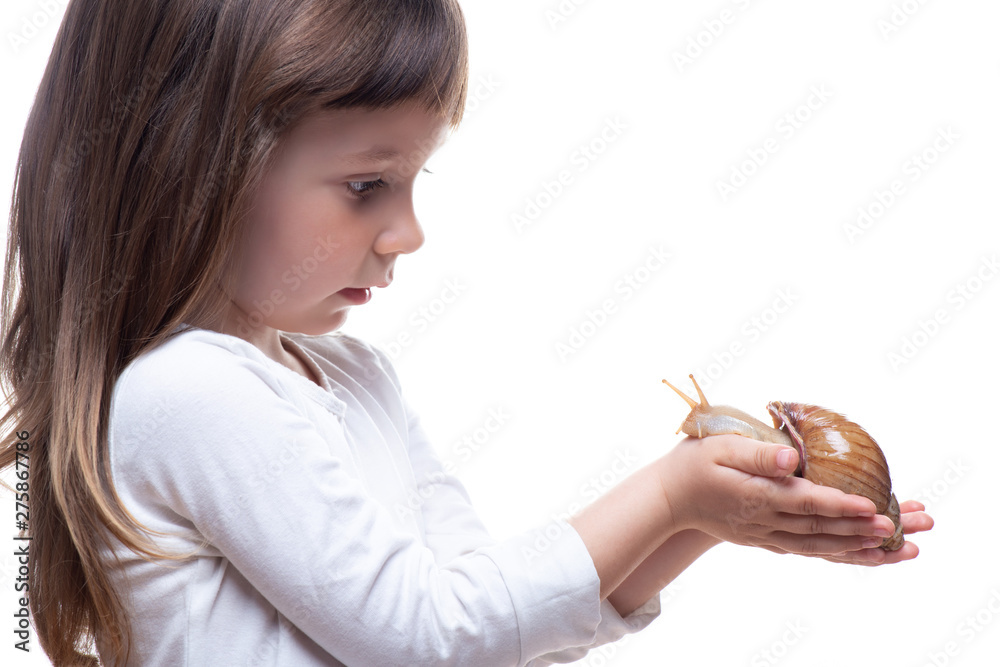 Attractive little girl is holding a Akhatina snail. Isolated on white background. Close up. Concept of youth and beauty skin, facial rejuvenation Attractive little girl is holding a Akhatina snail. Isolated on white background. Close up. Concept of youth and beauty skin, facial rejuvenation