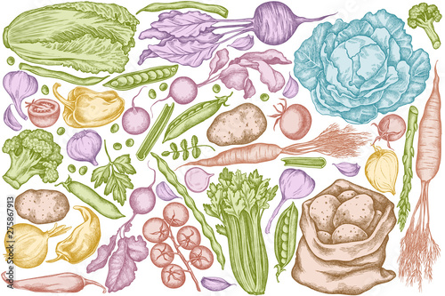 Vector set of hand drawn pastel onion, garlic, pepper, broccoli, radish, green beans, potatoes, cherry tomatoes, peas, celery, beet, greenery, chinese cabbage, cabbage, carrot