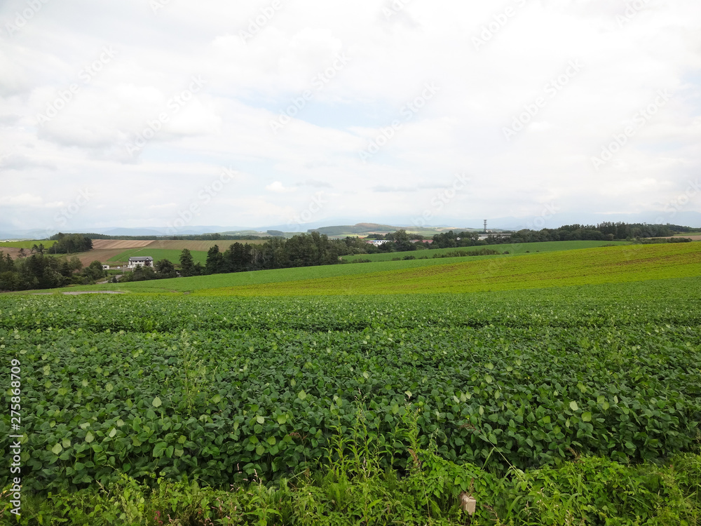 北海道美瑛町の田園風景,biei,hokkaido,agriculture,farm