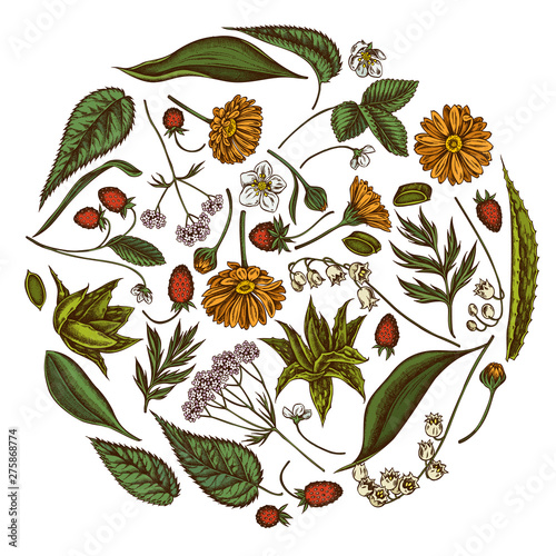 Round floral design with colored aloe, calendula, lily of the valley, nettle, strawberry, valerian