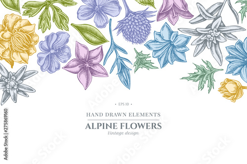 Floral design with pastel bellflower, edelweiss, globethistle, globeflower, meadow geranium, gentiana