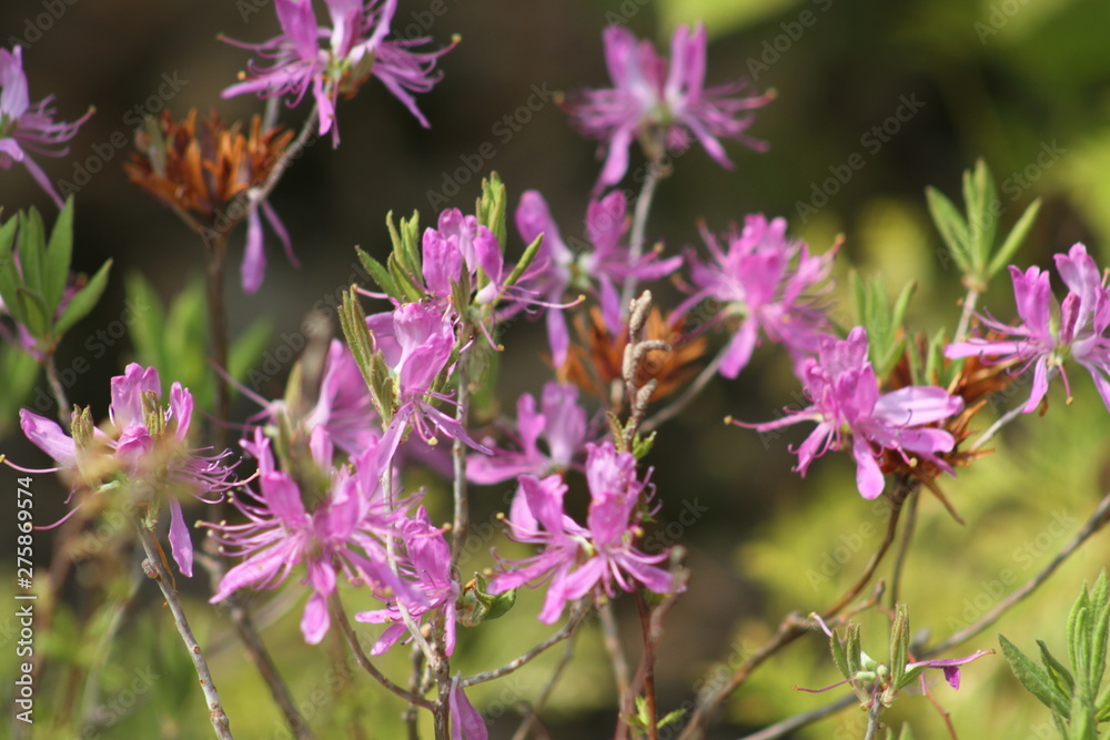 Rhodora Rhodora
