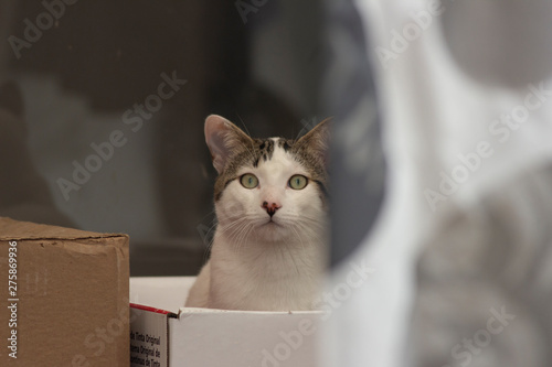 Fototapeta Naklejka Na Ścianę i Meble -  La mirada de un gato