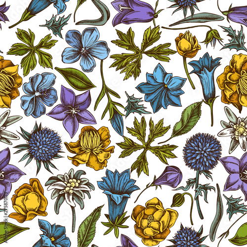 Seamless pattern with hand drawn colored bellflower, edelweiss, globethistle, globeflower, meadow geranium, gentiana
