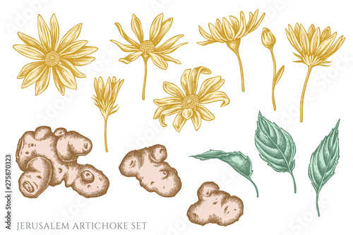 Vector set of hand drawn pastel jerusalem artichoke