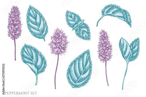 Vector set of hand drawn pastel peppermint