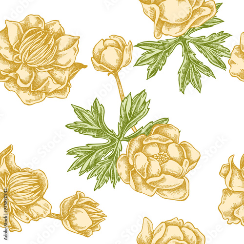 Seamless pattern with hand drawn pastel globeflower