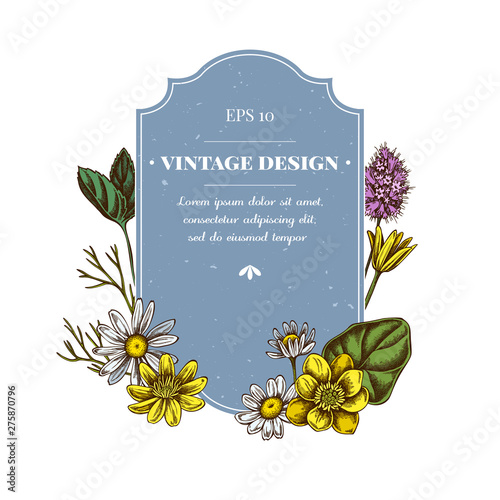 Badge design with colored celandine, chamomile, peppermint