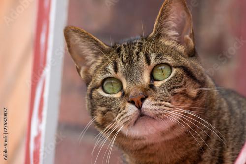 La mirada de un gato © daniel