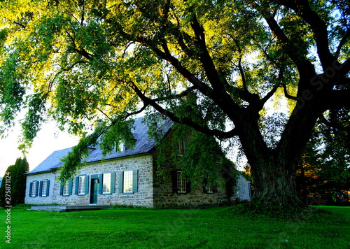 maison en pierre et arbre centenaire