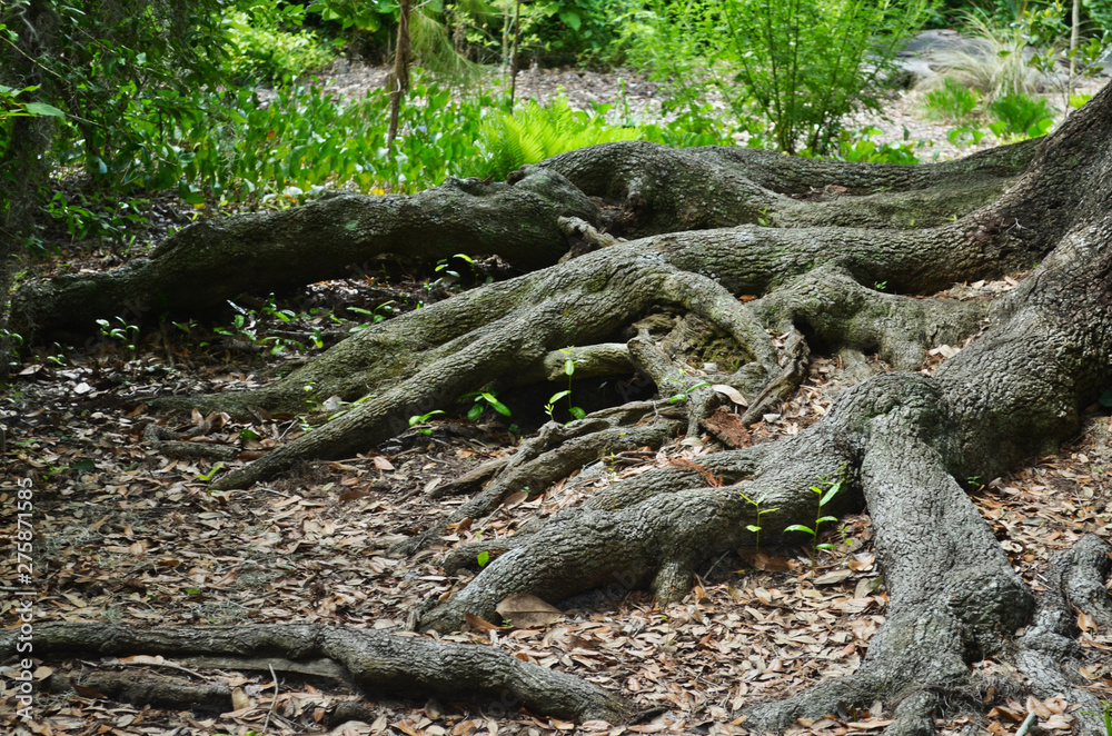 Oak Tree Roots in a Garden Landscape 