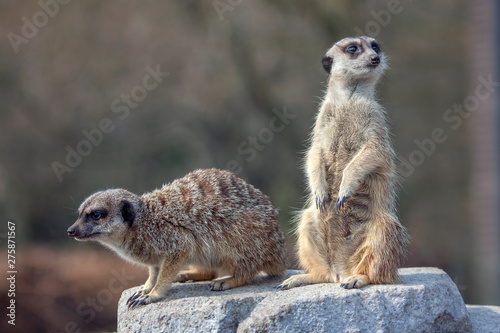 two meerkats standing together on the rock © russieseo