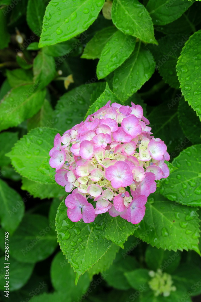 雨に濡れるピンクの紫陽花 雨に濡れるピンクの紫陽花