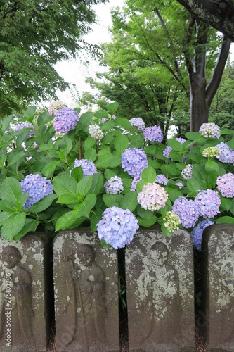 雨の日の六地蔵と紫陽花