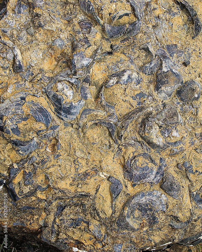 Naklejka premium Fossil marine creatures millions of years old at shoreline of Maria Island Tasmania