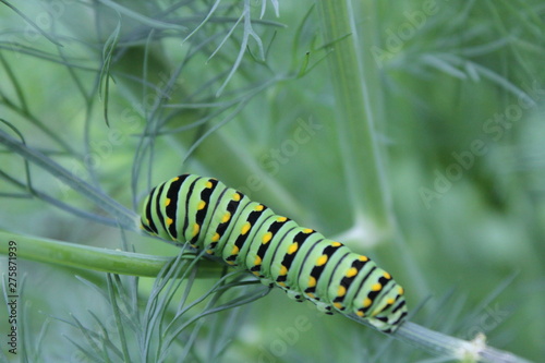 Black Swallowtail caterpillar © Sarah L.  Caputo