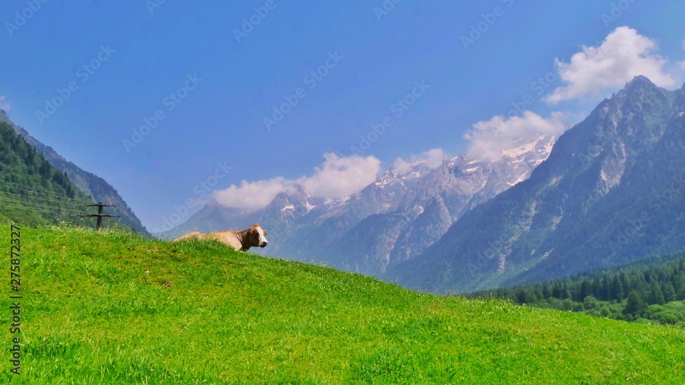 Hornless Cow in the alps, Green Grass, Blue sky, Mountains