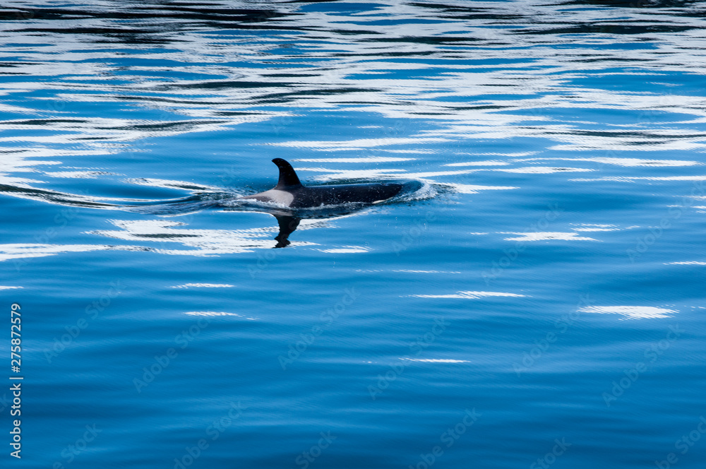 humpback whale in the sea,splashing water humpback whale in the sea,splashing water