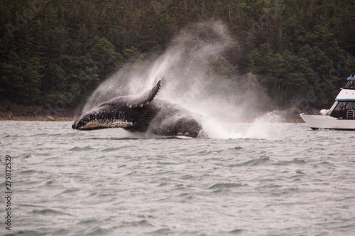 humpback whale in the sea,splashing water © Cojocearo