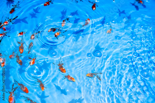 金魚