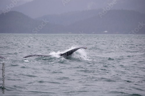humpback whale in the sea,splashing water
