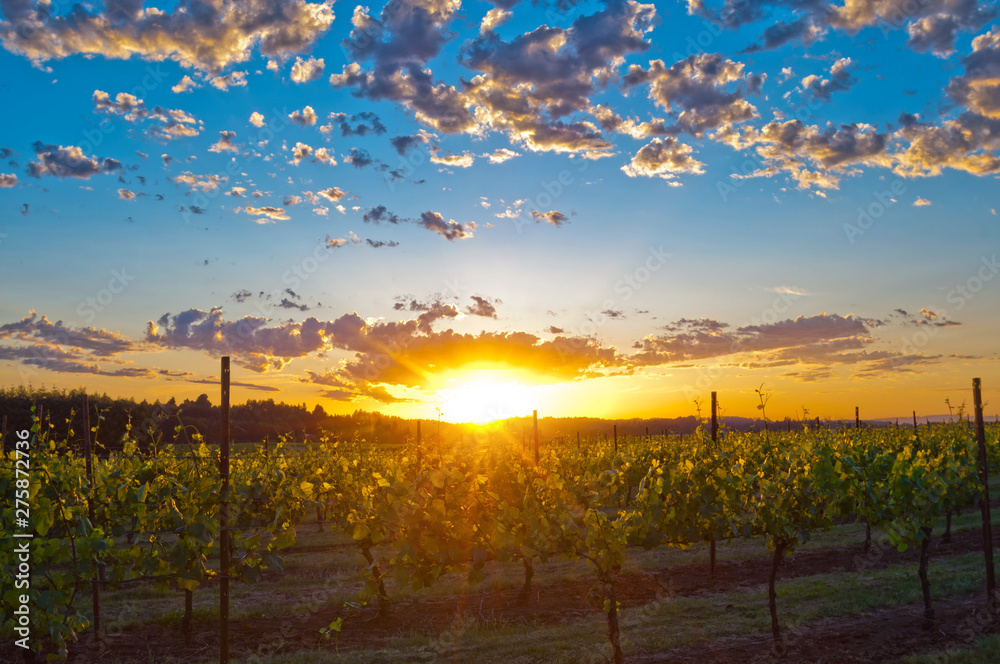 Sunset in grape vineyard with rays of golden light