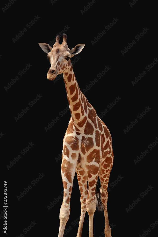 Obraz premium Giraffe isolated