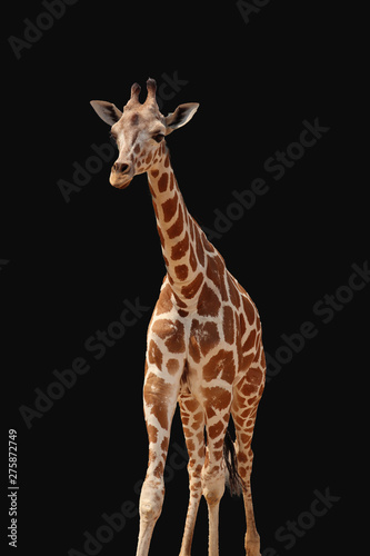 Giraffe isolated