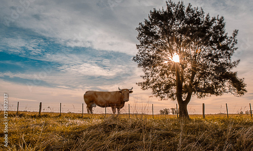 cow next to a tree in the field