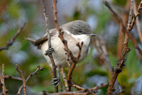 Klappergrasmücke (Sylvia curruca) - Lesser whitethroat photo